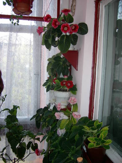Flori-2009