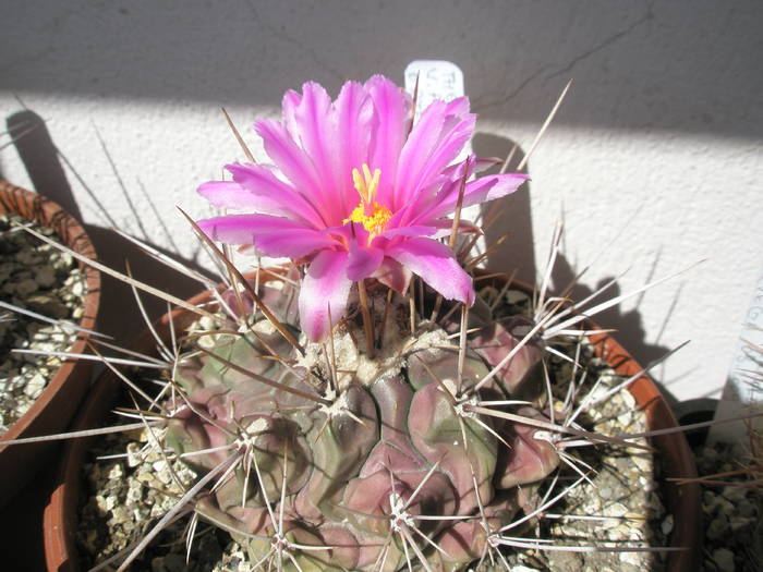 Thelocactus rinconensis v. freudenbergeri - 9.05 - Thelocactus