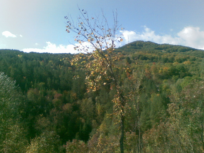 01102009 - vanatoare padure