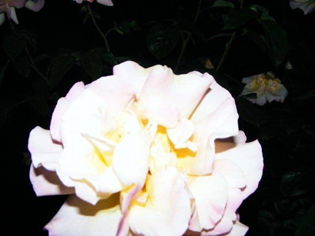DSCF1490 - Trandafirii nostrii