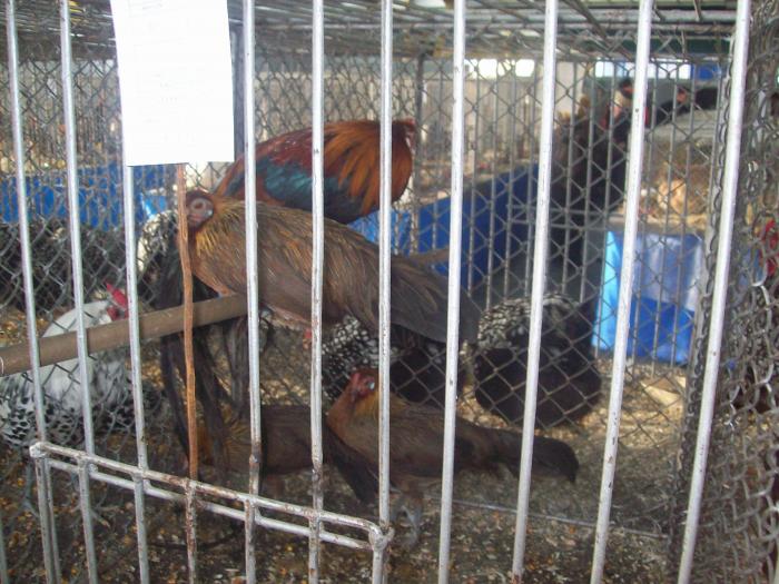 EXPO 2009 .01.09  CLUJ-NAPOCA 147