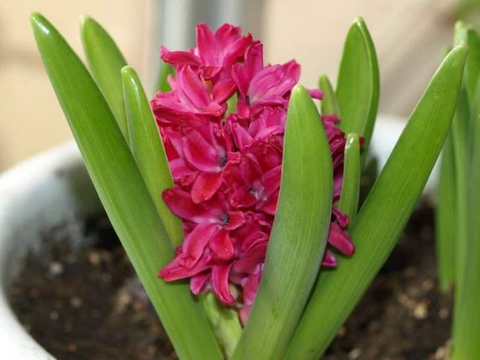 QJIWOQKUTUAJFZESLRX - Flori