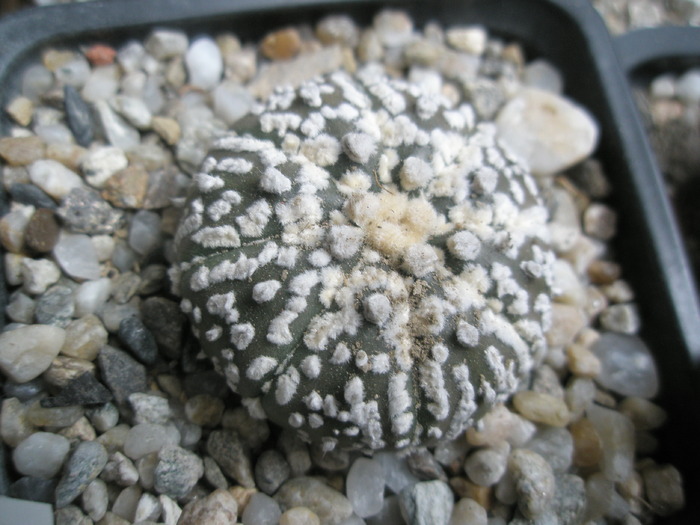 Astrophytum astrias - altul 05.11