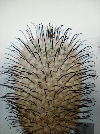 Mammillaria  perezdelarosae - Cactusi