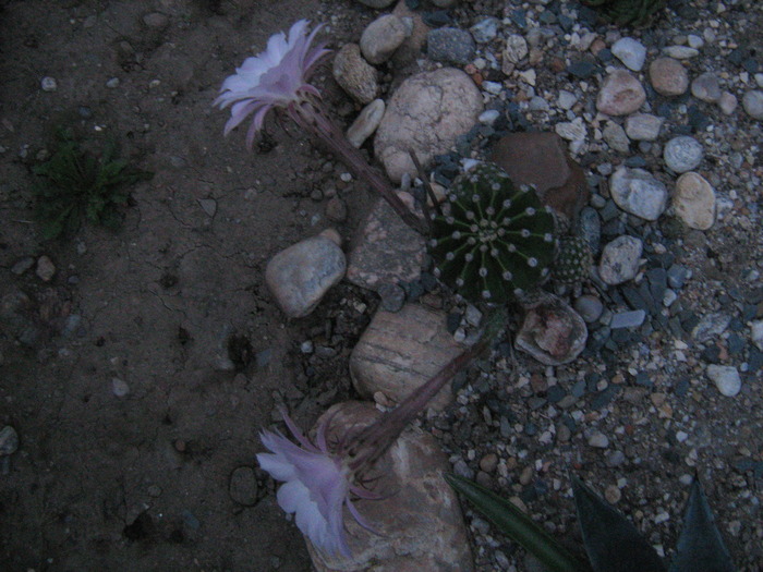 IMG_1149 - Cactusi la mosie14 sept 2009