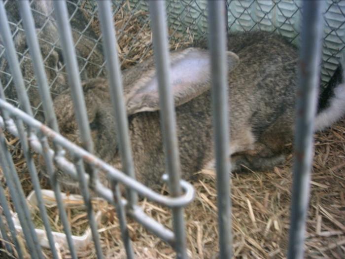 PICT0127 - Expo Brasov 2009