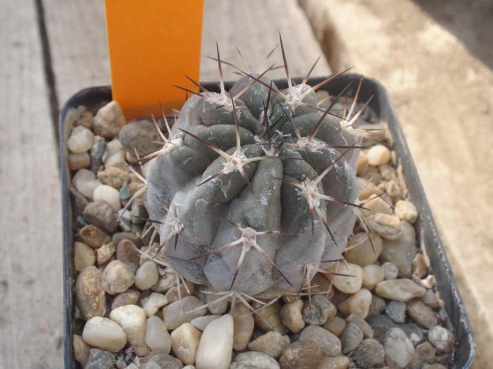 Acanthocalycium glaucum