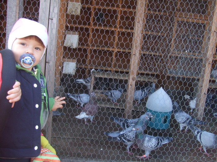 Picture 417 - 2 Porumbeii mei cu care incep anul 2010