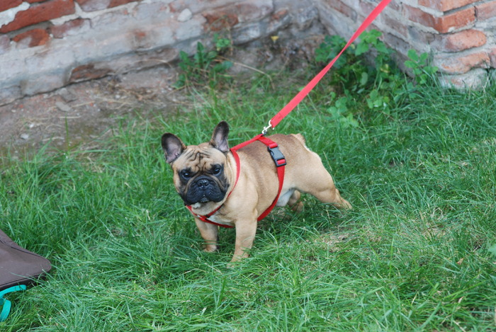 DSC_0094 - Concurs international de frumustete canina 2009 TgMures