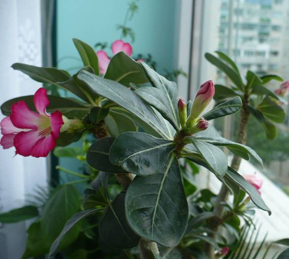 P1120323 - ADENIUM OBESUM
