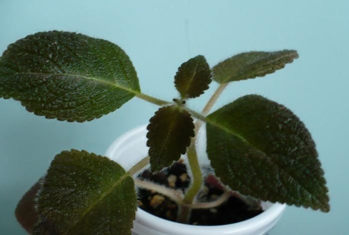 P1080781 - Episcia 2009 - 2010 - 2012 - 2014