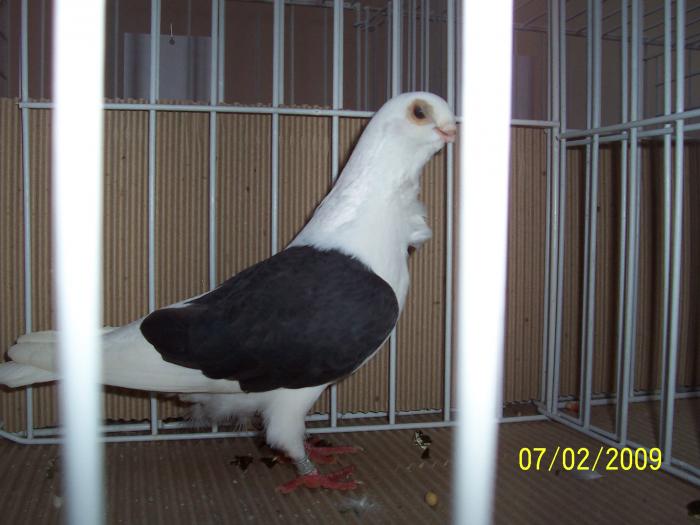 Expo Oradea 2009 036