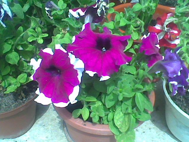Imag036