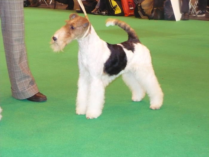 P1050533 - crufts 2009 smooth fox  and wire