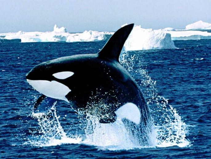 orca