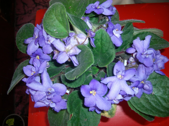 Violete de Parma