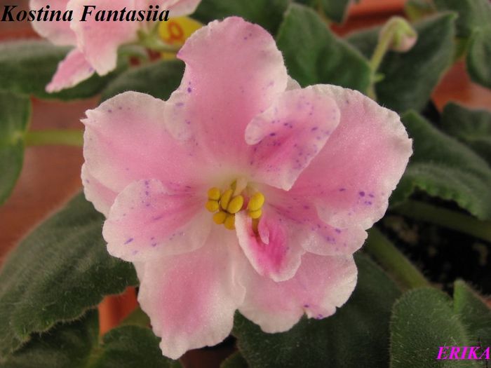 Kostina Fantasiia 2009 okt 30