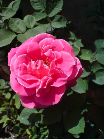 DSC01680 - Trandafiri