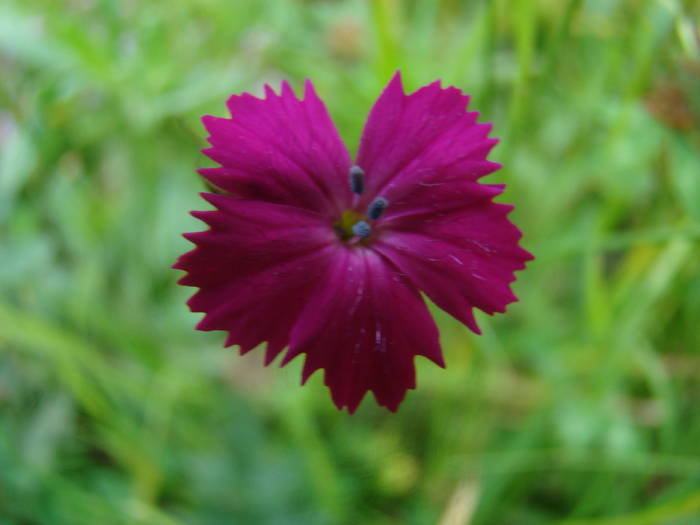 DSC03882 - Concediu 2009