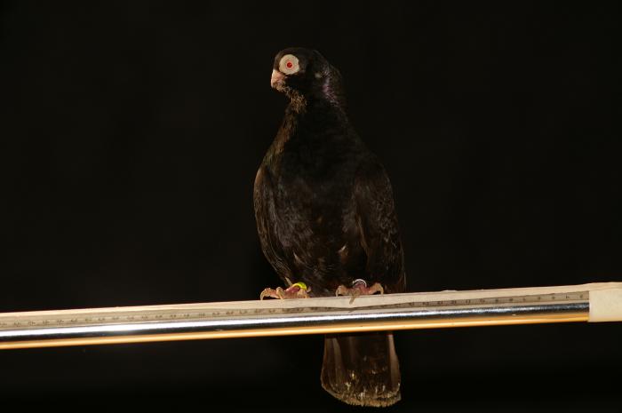 Picture 063 - jucatori de constanta