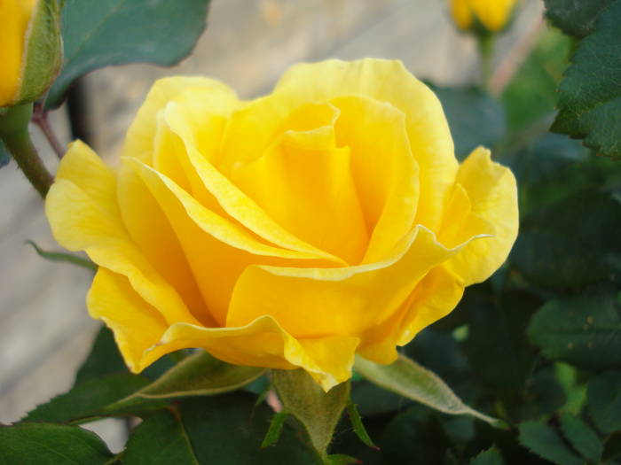 Rose Friesia (2009, May 14) - Rose Friesia