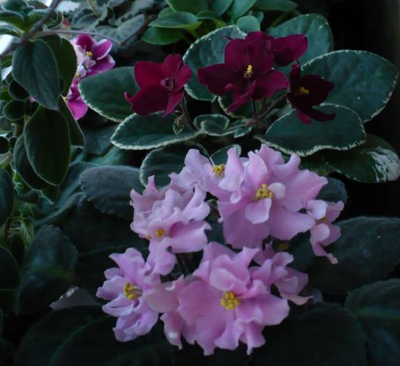 P1120842 - Saintpaulia - violete de camera