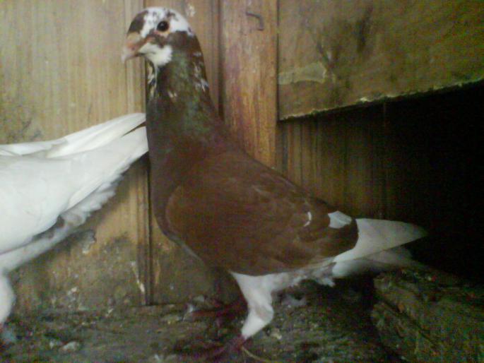 mascul sim pui de 2 zile 