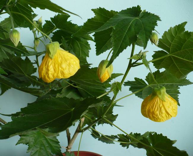 P1090404 - ABUTILONI