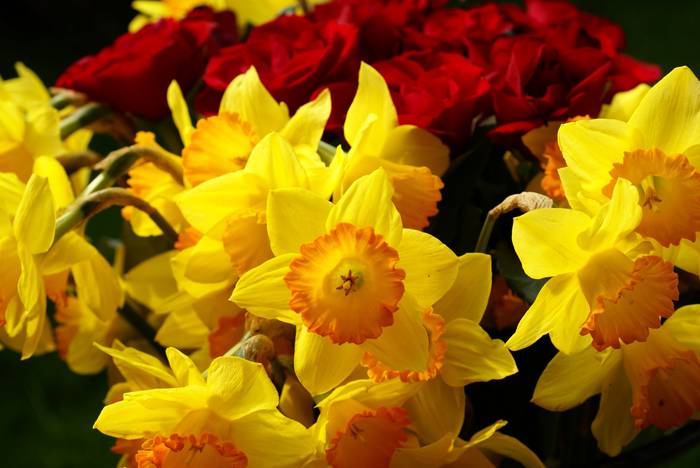 R4 - Roses red and yellow narcissus bouquet