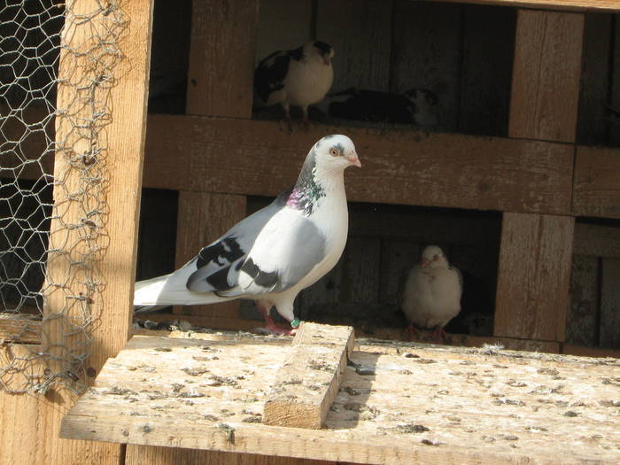 Dat La Tudor - D- Porumbei JUCATORI DE GALATI VANDUTI Album 1