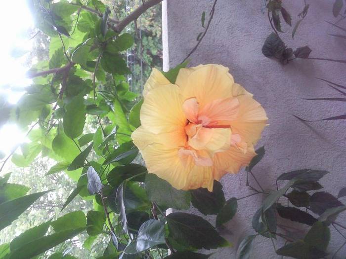 Photo046 - hibiscus