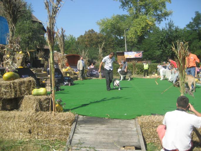 IMG_3284 - EXPO Tg Mures 2008