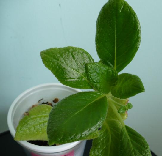 Tropical Topaz - Episcia 2009 - 2010 - 2012 - 2014