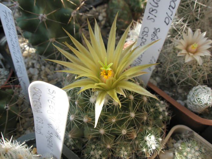 E. missouriensis ssp. asperispina - 11.06 - Escobaria