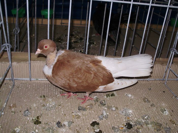 11102 gg 1