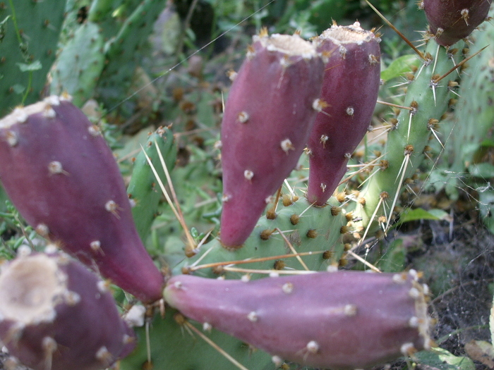  - Fructe de cactusi si suculente