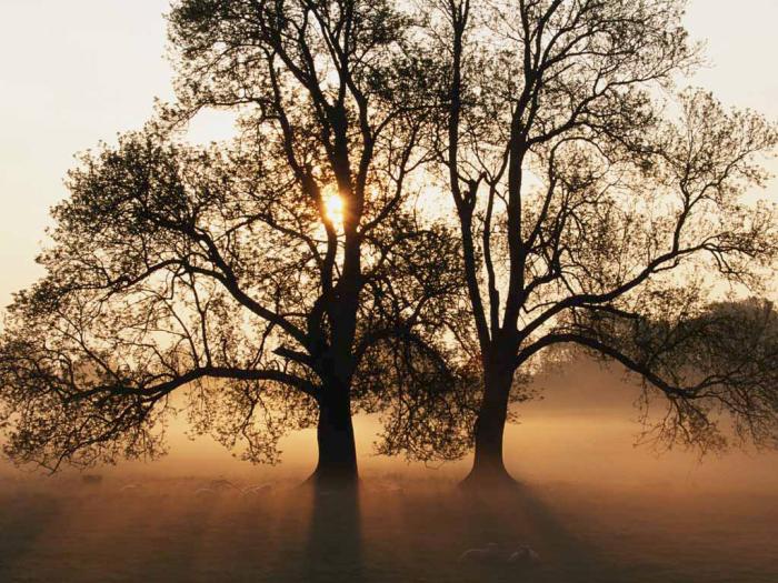 Tree - Wonderful pictures from the world