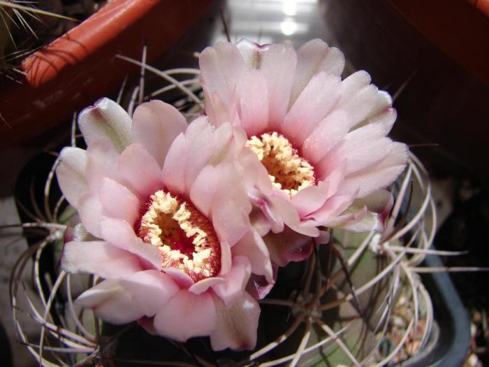 Gymnocalycium pflanzii v albipulpa, flori. - Cactusi la Mangalia