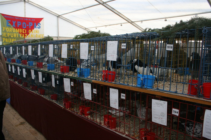 EXPO-PAS Suceava 2009 - EXPO PAS Suceava 2009