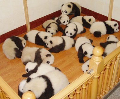 panda3 - ursuleti panda