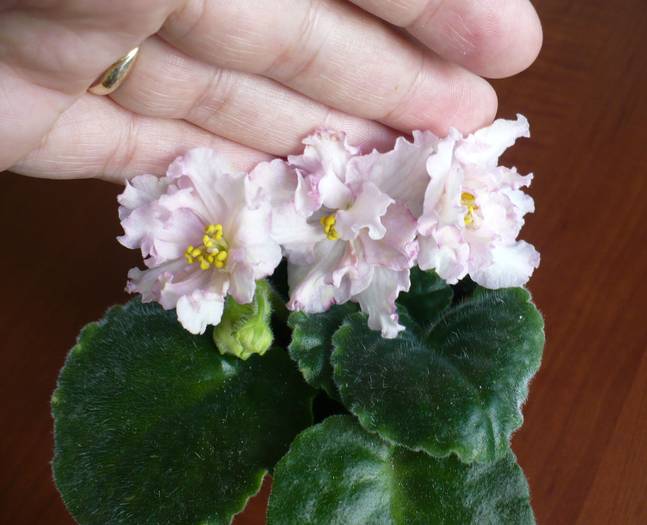 P1140703 - Saintpaulia - violete de camera