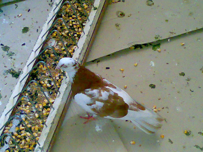 25052008370 - Tanasescu 1