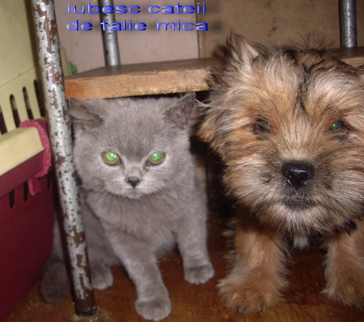 British Shorthair si Yorkshire - Pisici British Shortair