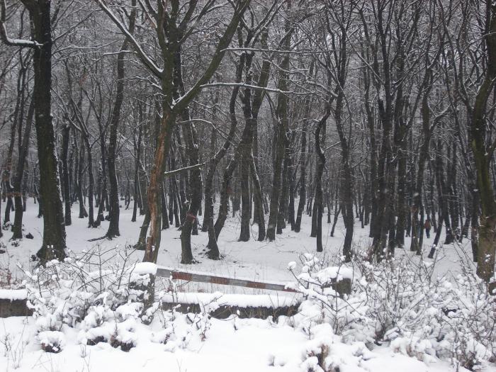 Iarna la Medias -Padurea de la Ighis