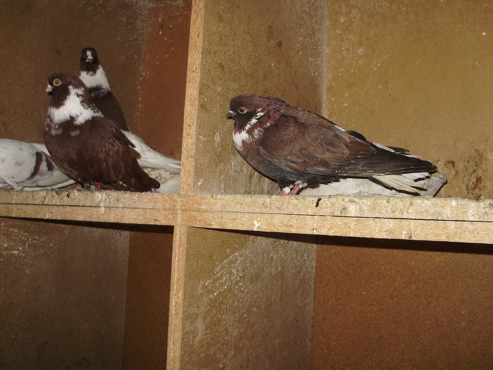 P9061398 - 1709 Marian Anghel