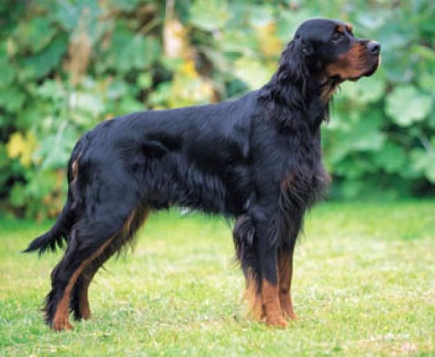 GORDON SETTER - RASE CAINI