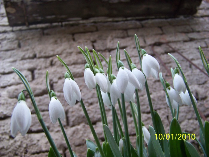 100_8998 - Cer Flori Pasari