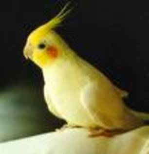 htrw - papagai nimfa