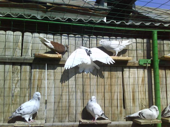 DSC01194