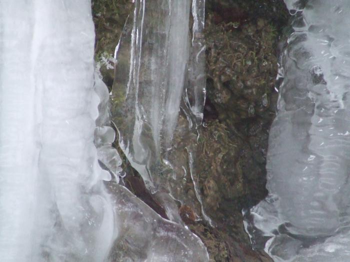 DSCF4616 - poiana zinelor